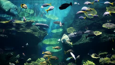 Wonderful Underwater Fish