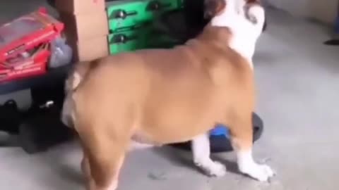 Funny REACTION #16 - Dog is very HAPPY and dancing on MUSIC