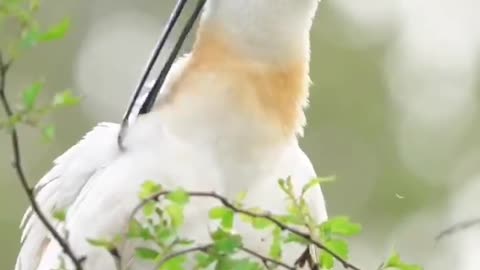What kind of bird is this? The mouth is long and flat