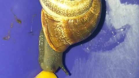 Snail and corn