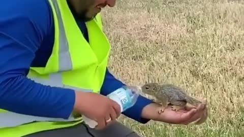 😉 Man helps thirsty squirrel, you can always help animals