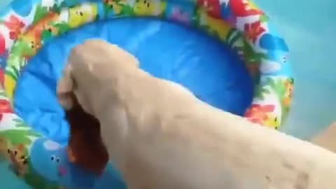 Dog Playing in the Pool