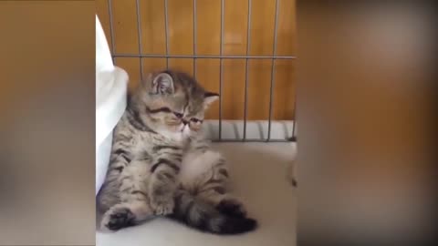 THE MOST CUTE AND FUNNY CATS CAUGHT ON CAMERA