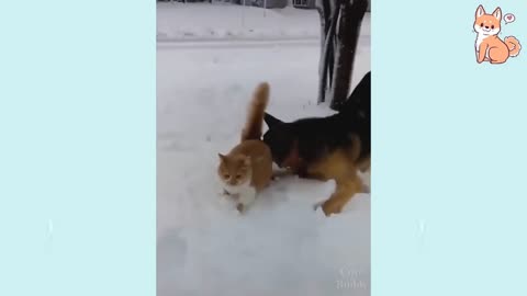 The war between Cat Vs Dog