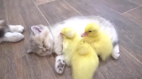 The kittens' reaction to meeting ducklings for the first time is too cute - 2024