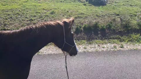 Halter Starting the Foal