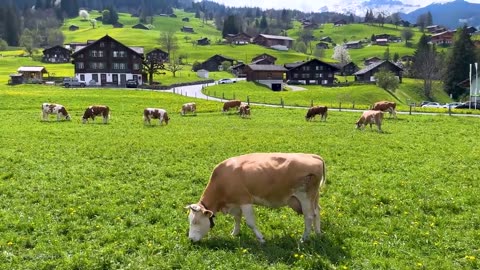 Grindelwald is the most loved Swiss village 🇨🇭 Switzerland 4K
