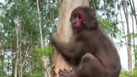 #babymonkey #Animal #Animalht #monkeys #animallovers❤️ #cocakamonkey animals #viral #monkey #cute_4