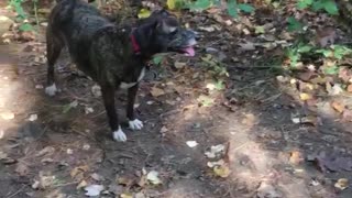 Brown dog runs circles around woods