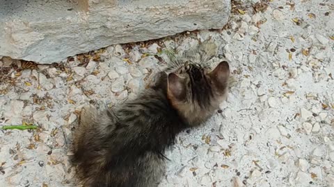 Two Kittens Palying