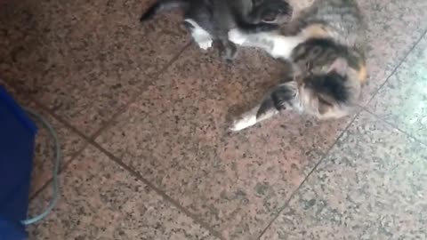 cat gives birth at a train station