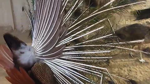 Peacocks impress females with their Dance