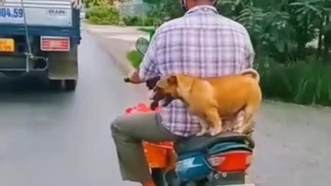 Funny video doggy 🤣🤣😂😂😂😂😂😂🤣🤣😂🤣🤣