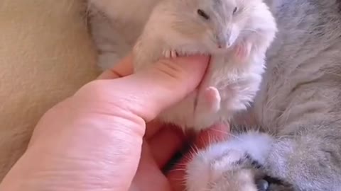Kucing Berteman Baik Dengan Hamster