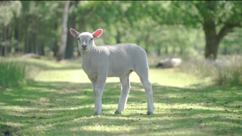 Cute lamb