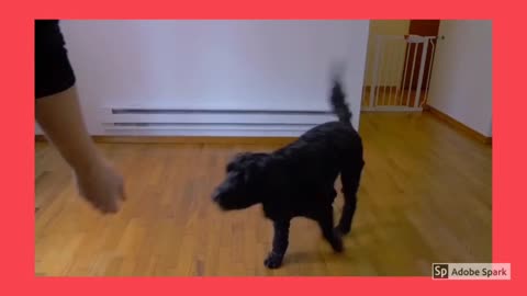 Dog training video