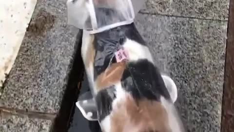 Fashionable Cat walks in a raincoat in the rain