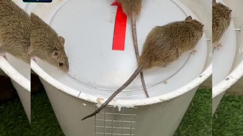 Best home mouse trap/best mouse trap idea from plastic pipe #rattrap