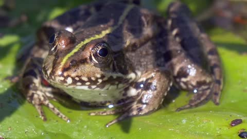 frog-toad-amphibian-pond-water