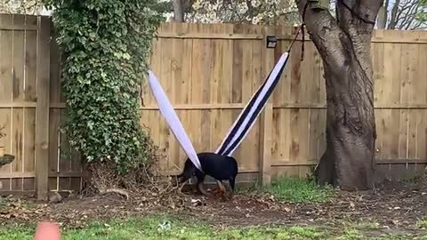 Dog Struggles to Escape Hammock