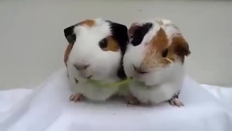 Hamster Eating Contest | Pair Of Hamsters Fighting For Food