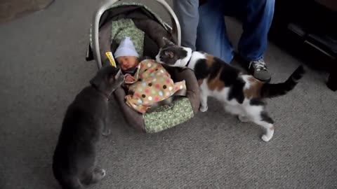 Cats Meeting Babies for the FIRST Time Compilation!!