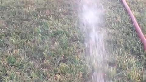 Best way to water your Sheltie.