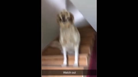 Dog gets pissed off at owner and picks up a knife
