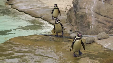 famille de pingouins