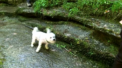 Doggie Diaries #31 - How Stean Gorge