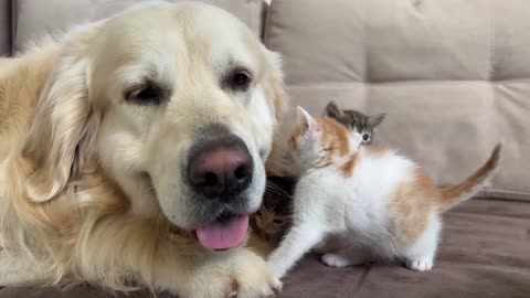 Adorable Golden Retriever and Funny Tiny Kittens