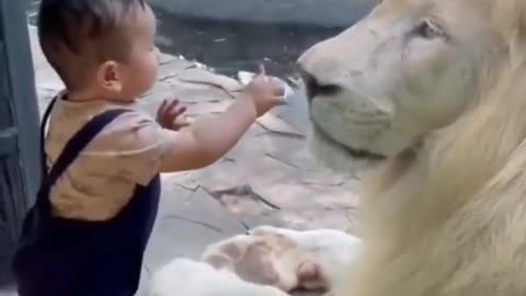 Lion playing with a baby