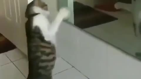 The cat who knows kung fu practice martial arts in front of the mirror