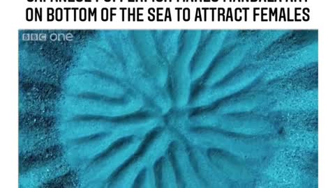 Japanese Pufferfish Makes Mandala Art on The Bottom Of The Sea To Attract Females