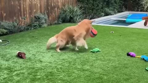 Playful dog