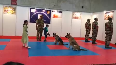 CRF dog training 😎