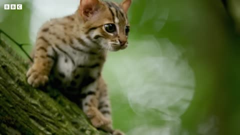 Smallest Cat in The World | The Rusty Spotted Cat Pet | Big Cats | Smallest Cats