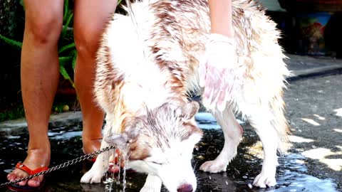 Husky's body was very dirty so he was given a bath.