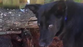 Funny Camera-Shy Dog Stops Working