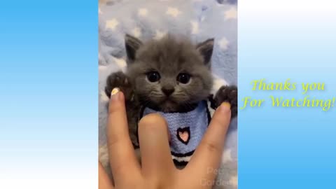 Funny And Cute Cat'S Life (Part 11) Cats And Owners Are The Best Friends Videos