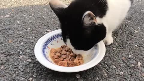 Cat Eating