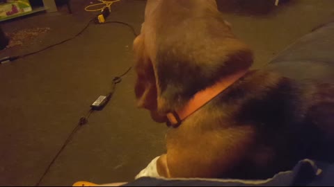 basset puppy chews his own ears