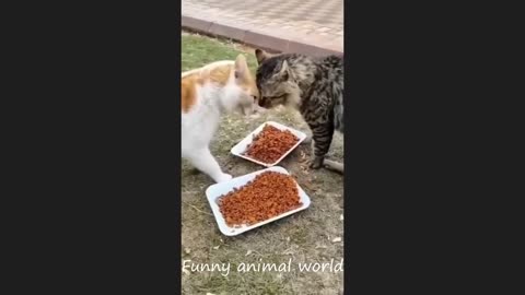 funny cats videos the most best funny animal videos