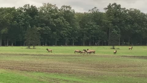 Bugling and Jousting Elk in Pennsylvania