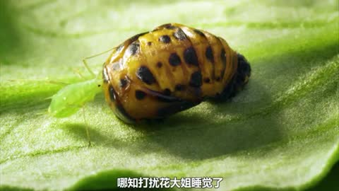 fat bug