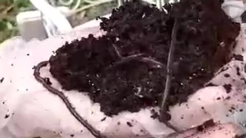 vermicompost worms