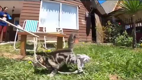 Cats fighting funny video