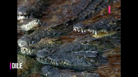 The Nile Crocodile - Reptile_Cut.mp4