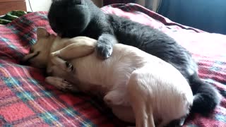 The cat diligent caresses a dog who has a banana!