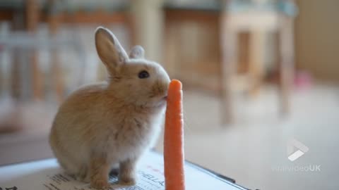 Adorable Bunny Munching On A Carrot